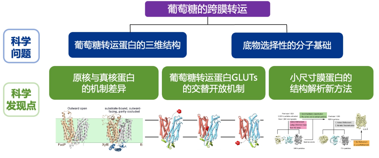 20251107-2024年度北京市科學技術獎頒獎-無-葡萄糖轉運蛋白的結構與機理研究.jpg